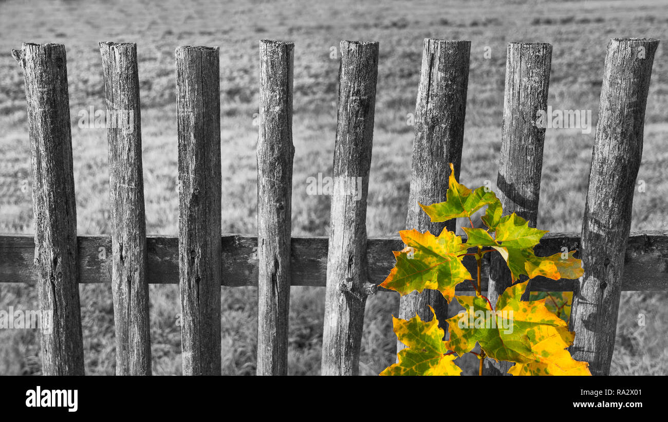 Vieille clôture en noir et blanc et couleur sur les feuilles d'érable commun direction générale. Acer. Paysage avec mélancolie vintage balustrades en bois. Des feuilles d'automne jaune-vert. Banque D'Images