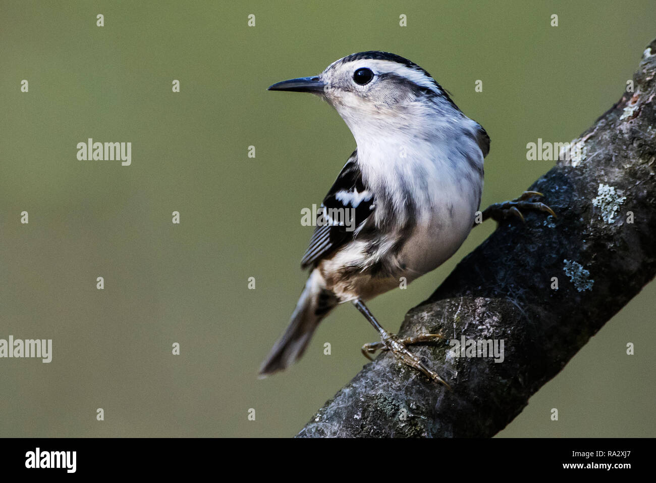 Paruline noir et blanc femelle durant la migration de printemps Banque D'Images