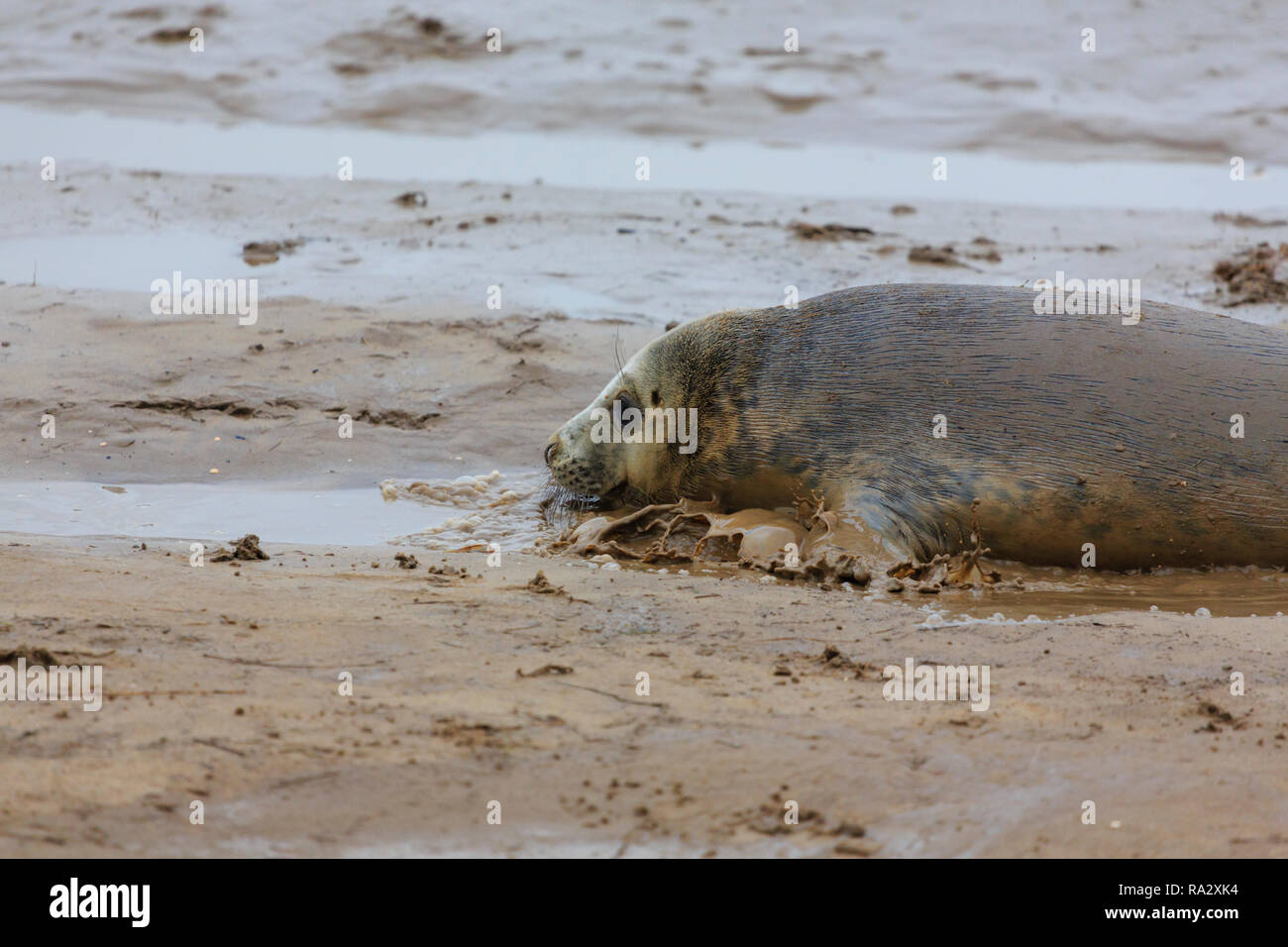 Bébé phoque gris au Donna Nook nature reserve, Lincolnshire, Angleterre Banque D'Images