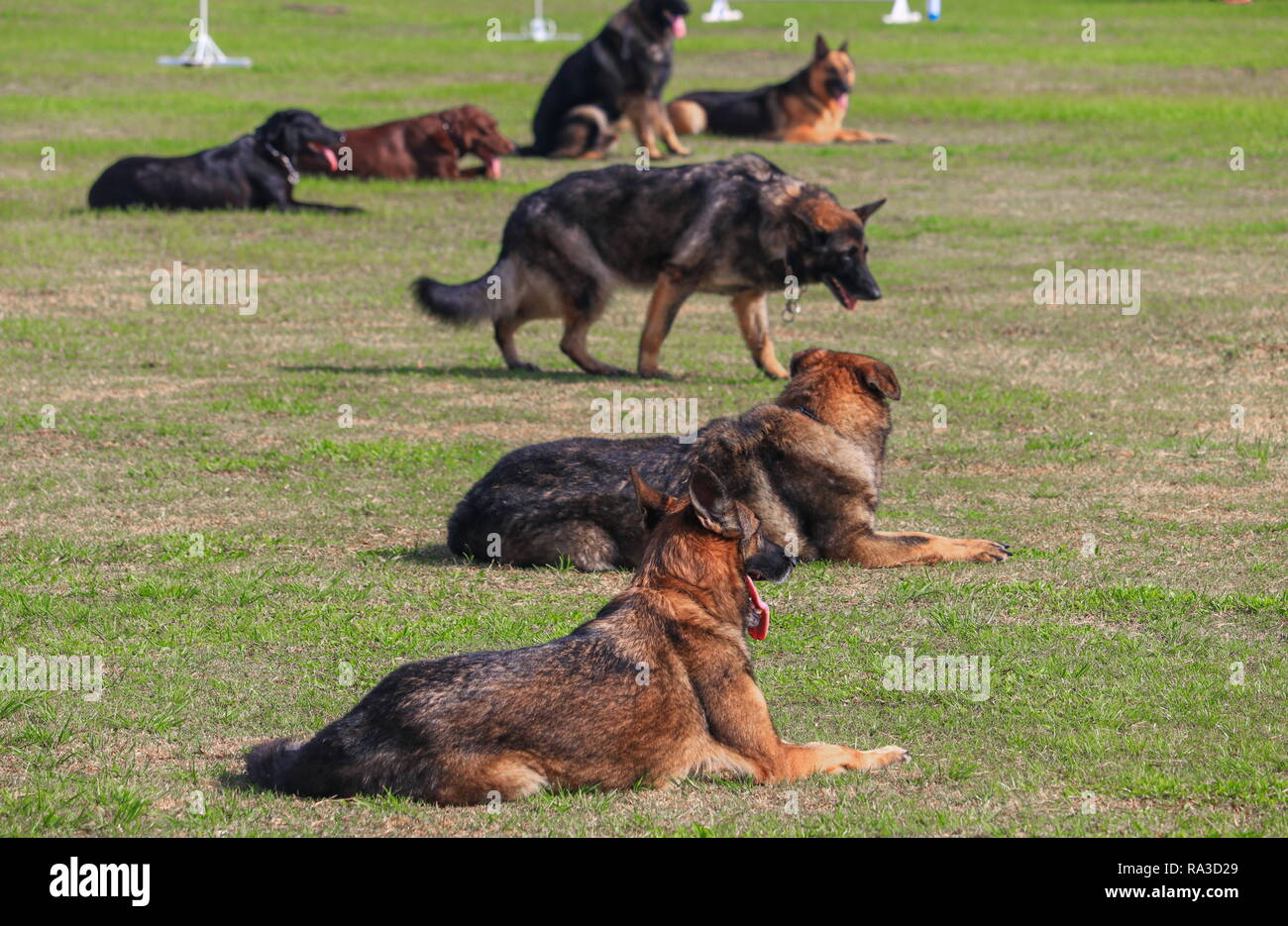 L'accroupissement chien en cours de formation en sécurité en soldat sur le gazon. Banque D'Images