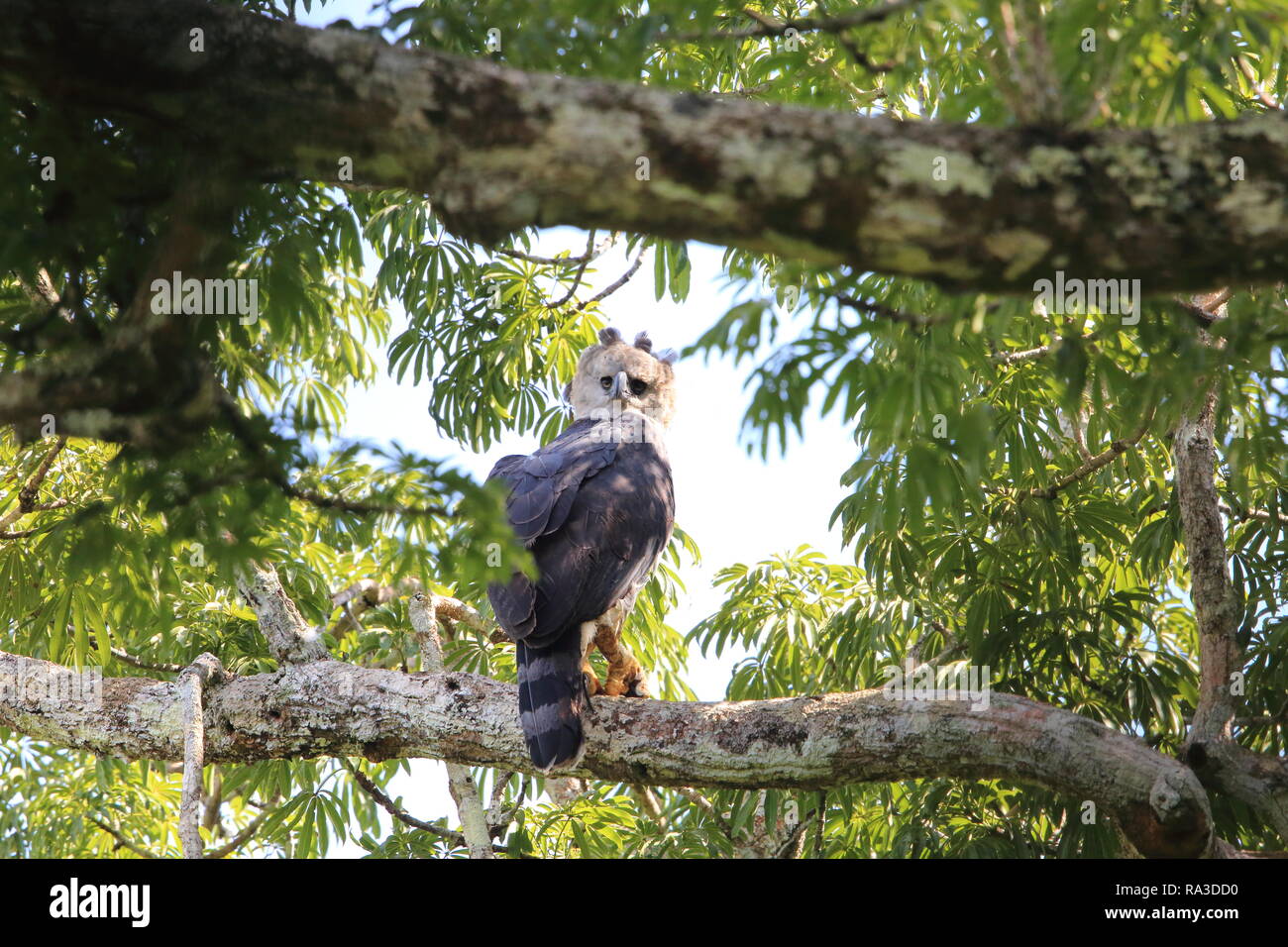 (Harpia harpyja harpie) en Equateur, Amérique du Sud Banque D'Images