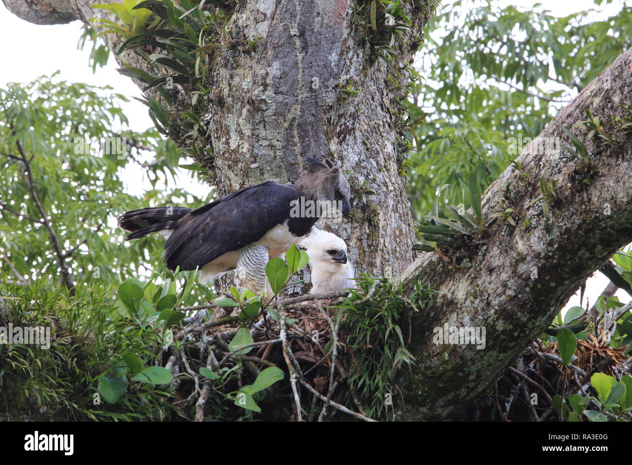 (Harpia harpyja harpie) en Equateur, Amérique du Sud Banque D'Images