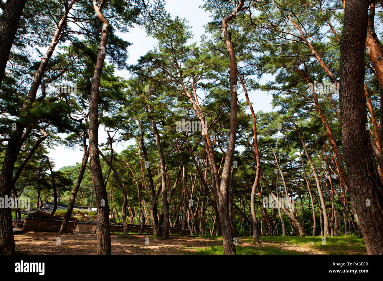 Le roi danjong's place de l'exil, période Joseon, province de Gangwon-do, Corée du Sud. Banque D'Images