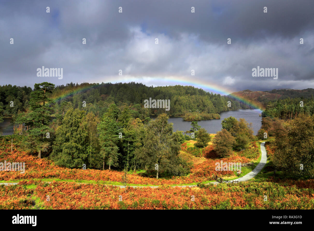 Automne arc-en-ciel sur Tarn Hows, Parc National de Lake District, Cumbria, England, UK Banque D'Images