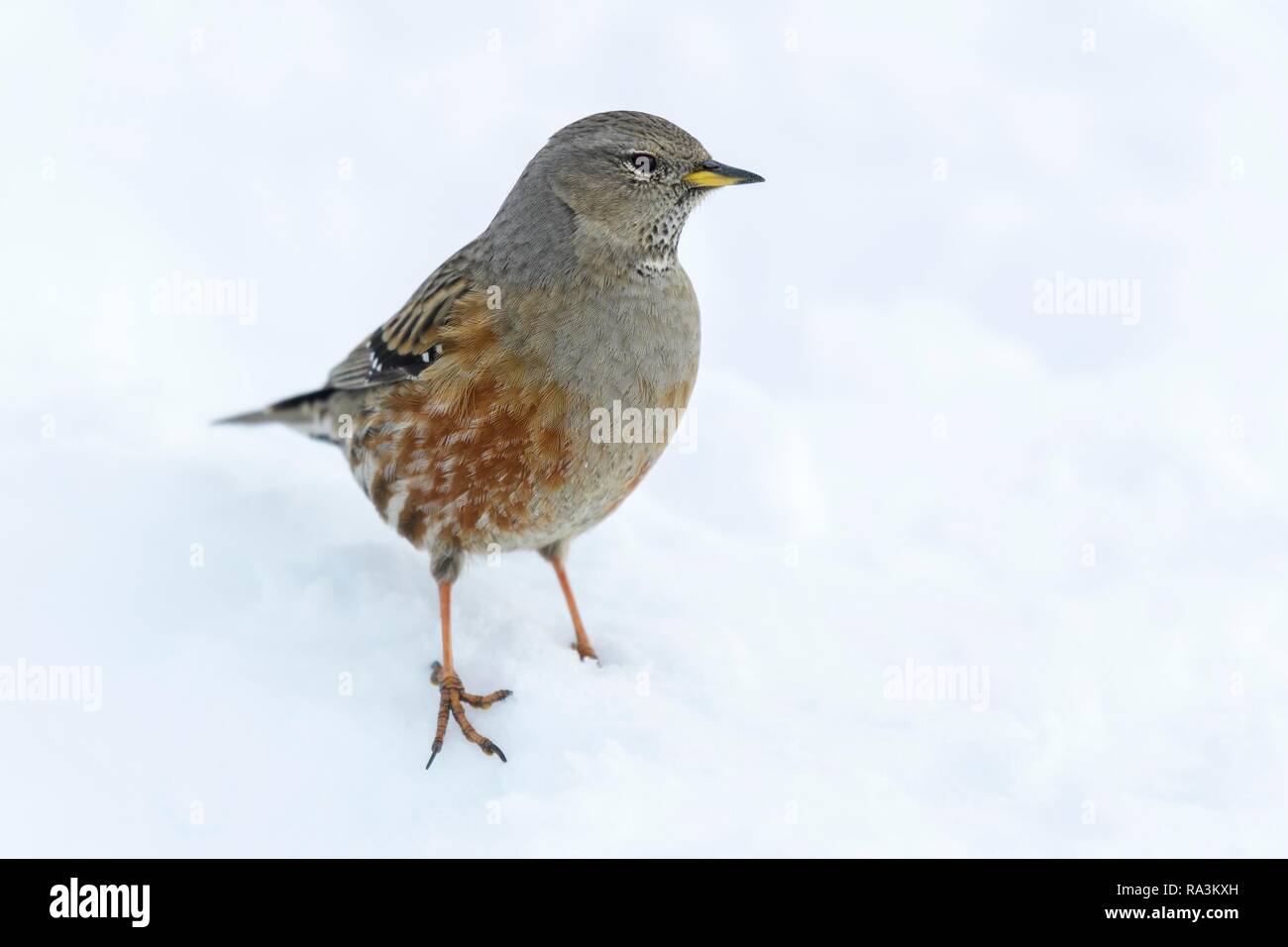 Alpine Accentor (Prunella collaris), avec couverture de neige, Valais, Suisse Banque D'Images