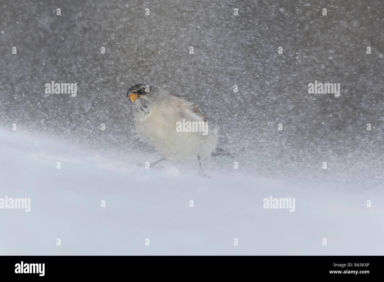 White-winged snowfinch (Montifringilla nivalis), durant une tempête de neige, Valais, Suisse Banque D'Images