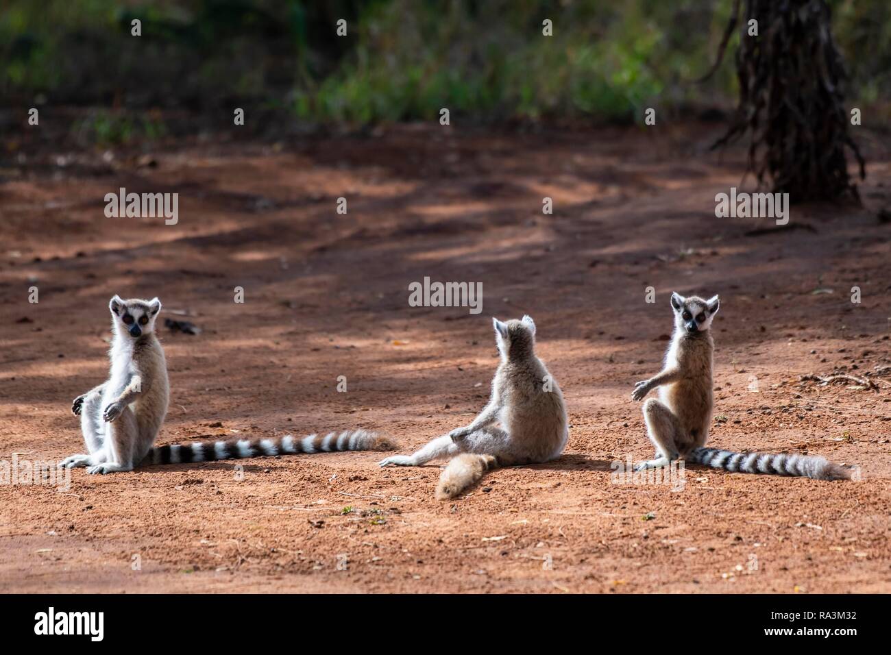 Trois lémuriens (ring-tailed Lemur catta) assis dans le sable rouge de bronzer, Berenty Réserve Naturelle, Région de l'Androy, Madagascar Banque D'Images