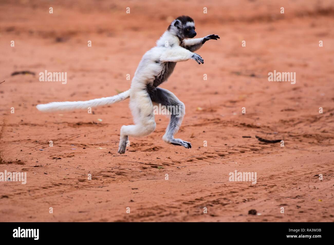 Le propithèque de verreaux danse (Propithecus verreauxi), Berenty réserve naturelle, zone de l'Androy, Madagascar Banque D'Images