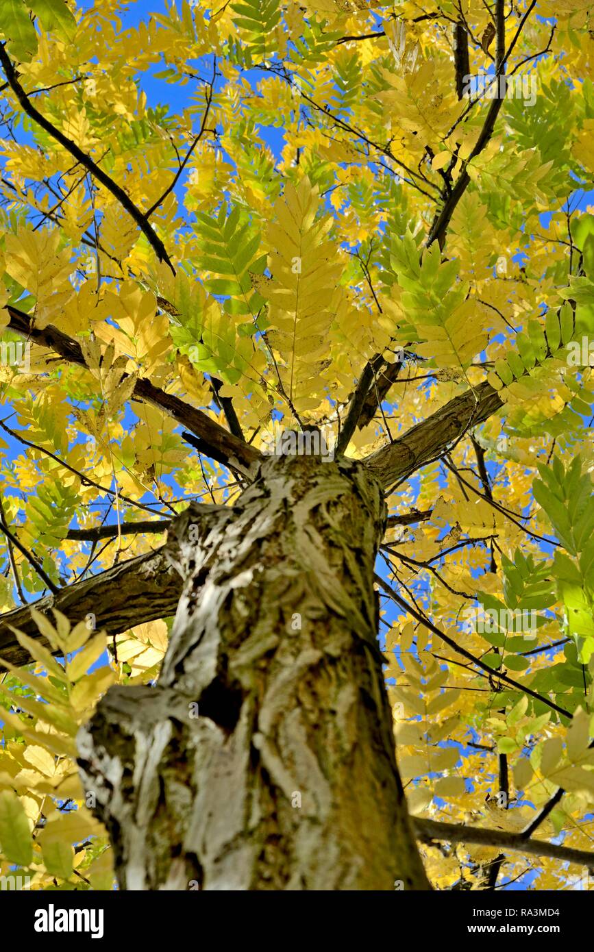Wingnut caucasienne (Elaeagnus commutata), feuilles d'automne jaune avec la cime des arbres en face de ciel bleu, Rhénanie du Nord-Westphalie Banque D'Images