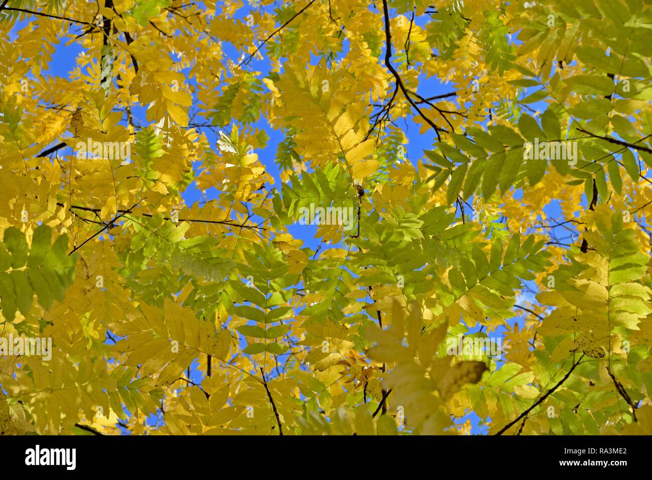 Wingnut caucasienne (Elaeagnus commutata), les branches avec les feuilles d'automne, ciel bleu, Rhénanie du Nord-Westphalie, Allemagne Banque D'Images