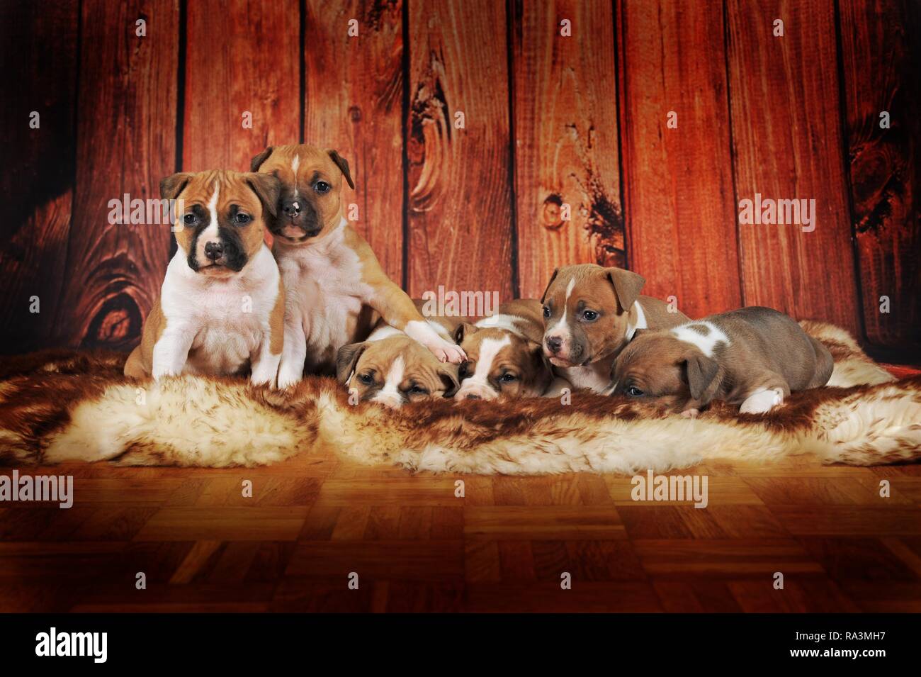 American Staffordshire Terrier, groupe de chiots 4 semaines, rouge-blanc, couché sur une couverture de fourrure, Autriche Banque D'Images