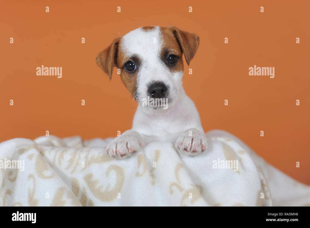 Parson Russell Terrier blanc, brun, chiot 7 semaines, animal portrait, Autriche Banque D'Images