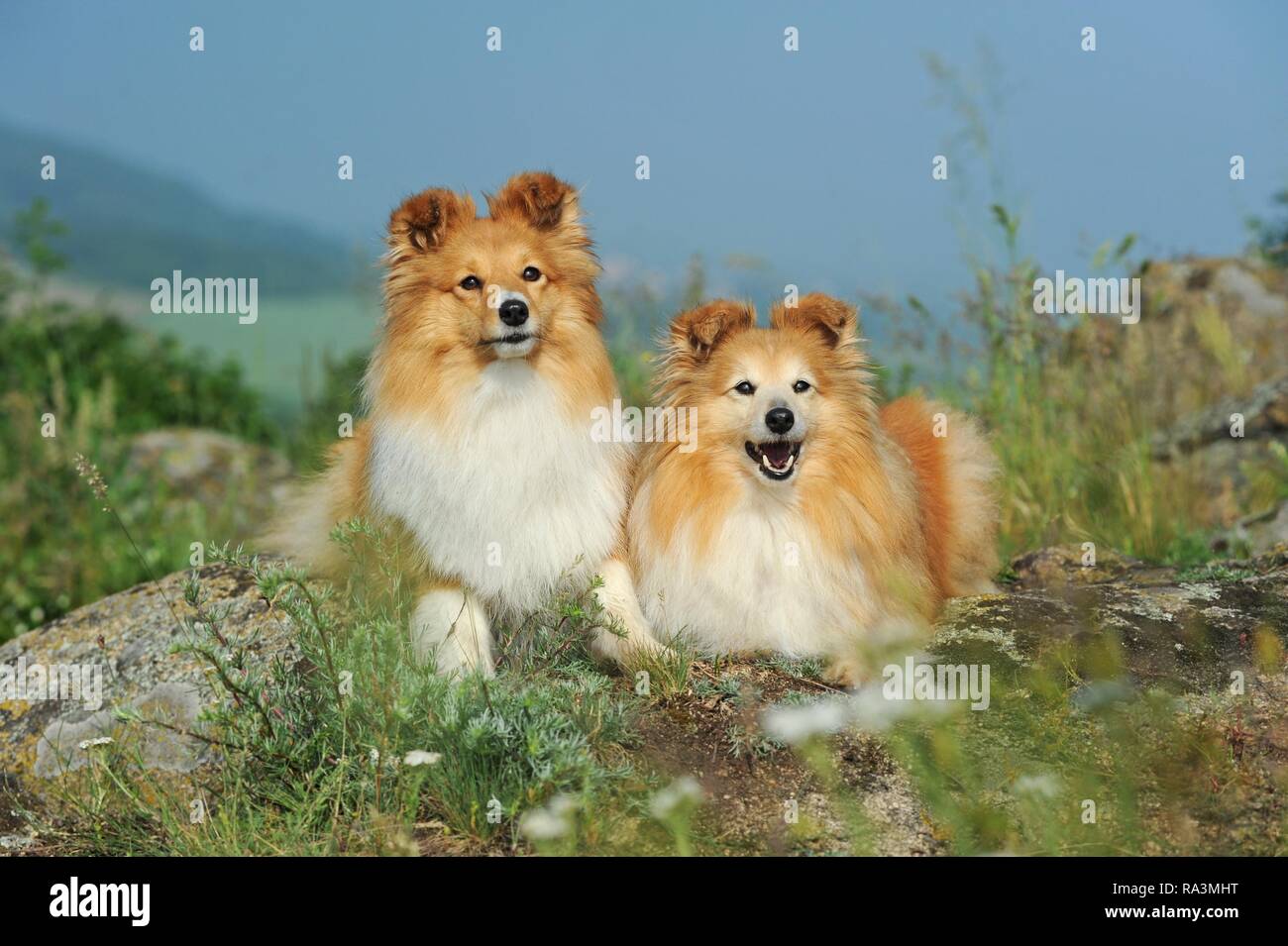 Sheltie, sable, deux chiennes allongé sur un sol rocailleux, animal portrait, Autriche Banque D'Images