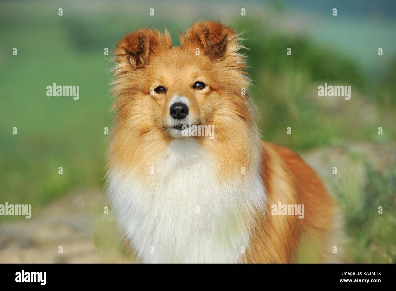 Sheltie, sable, chienne, animal portrait, Autriche Banque D'Images