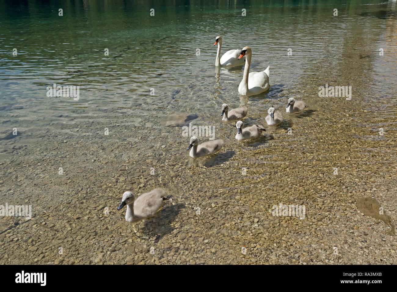 Le Cygne tuberculé (Cygnus olor) avec les poussins dans l'eau, la famille swan, lac Alpsee, Hohenschwangau, Allgäu, Bavière, Allemagne Banque D'Images