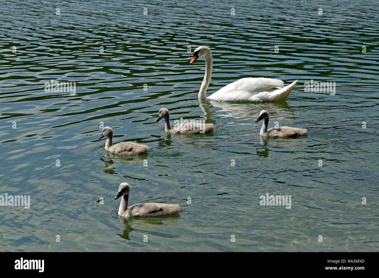 Le Cygne tuberculé (Cygnus olor) avec les poussins dans l'eau, la famille swan, lac Alpsee, Hohenschwangau, Allgäu, Bavière, Allemagne Banque D'Images