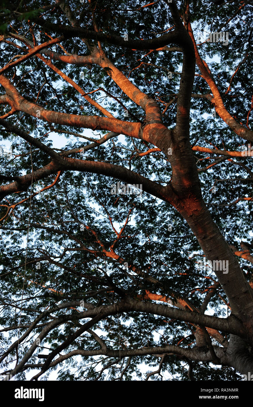 MERIDA, YUC/MEXIQUE - NOV 13, 2017 : un arbre de pluie (saman Albizia Samanea saman) avant, au coucher du soleil Banque D'Images