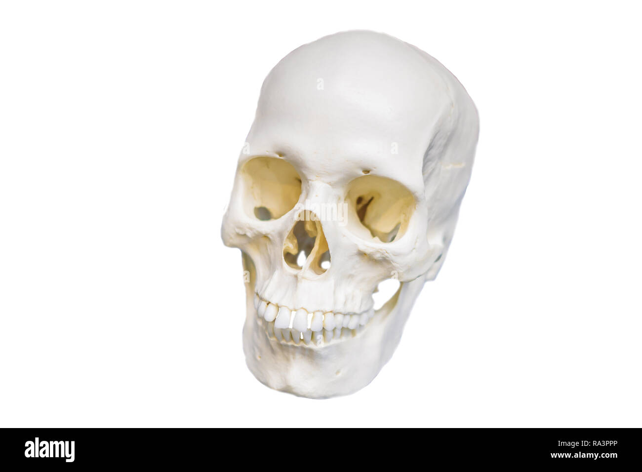 Quatre matières premières dans un crâne humain montrant l'évolution. L'évolution humaine est le processus évolutif qui a conduit à l'émergence de l'homme moderne. isolated on white Banque D'Images