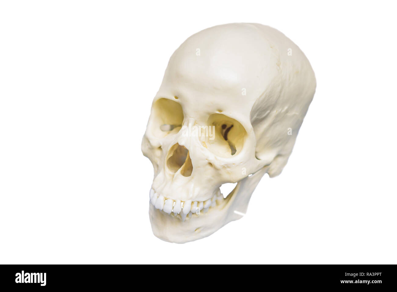 Quatre matières premières dans un crâne humain montrant l'évolution. L'évolution humaine est le processus évolutif qui a conduit à l'émergence de l'homme moderne. isolated on white Banque D'Images