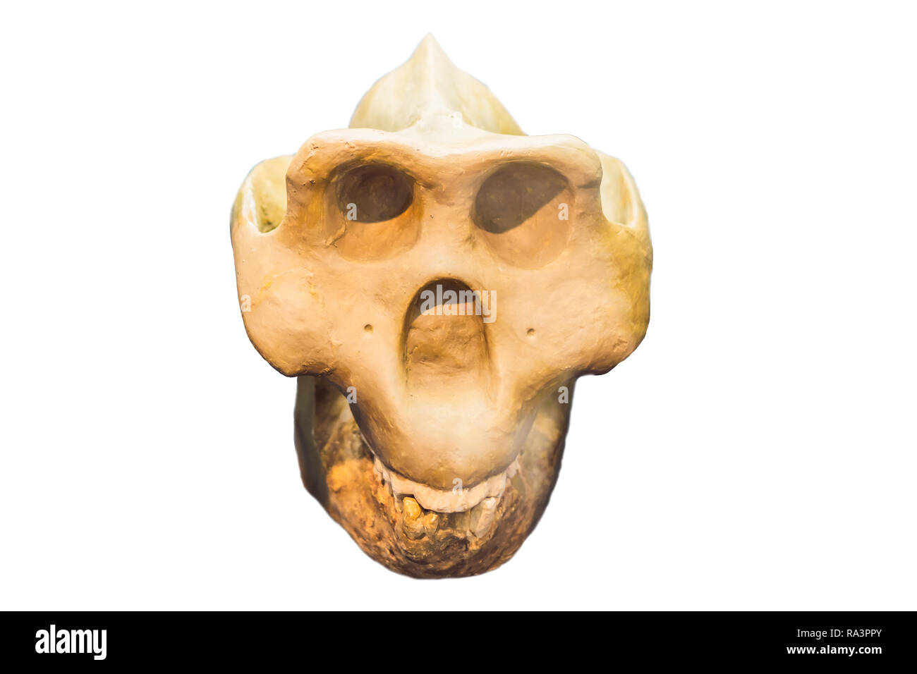 Quatre matières premières dans un crâne humain montrant l'évolution. L'évolution humaine est le processus évolutif qui a conduit à l'émergence de l'homme moderne. isolated on white Banque D'Images