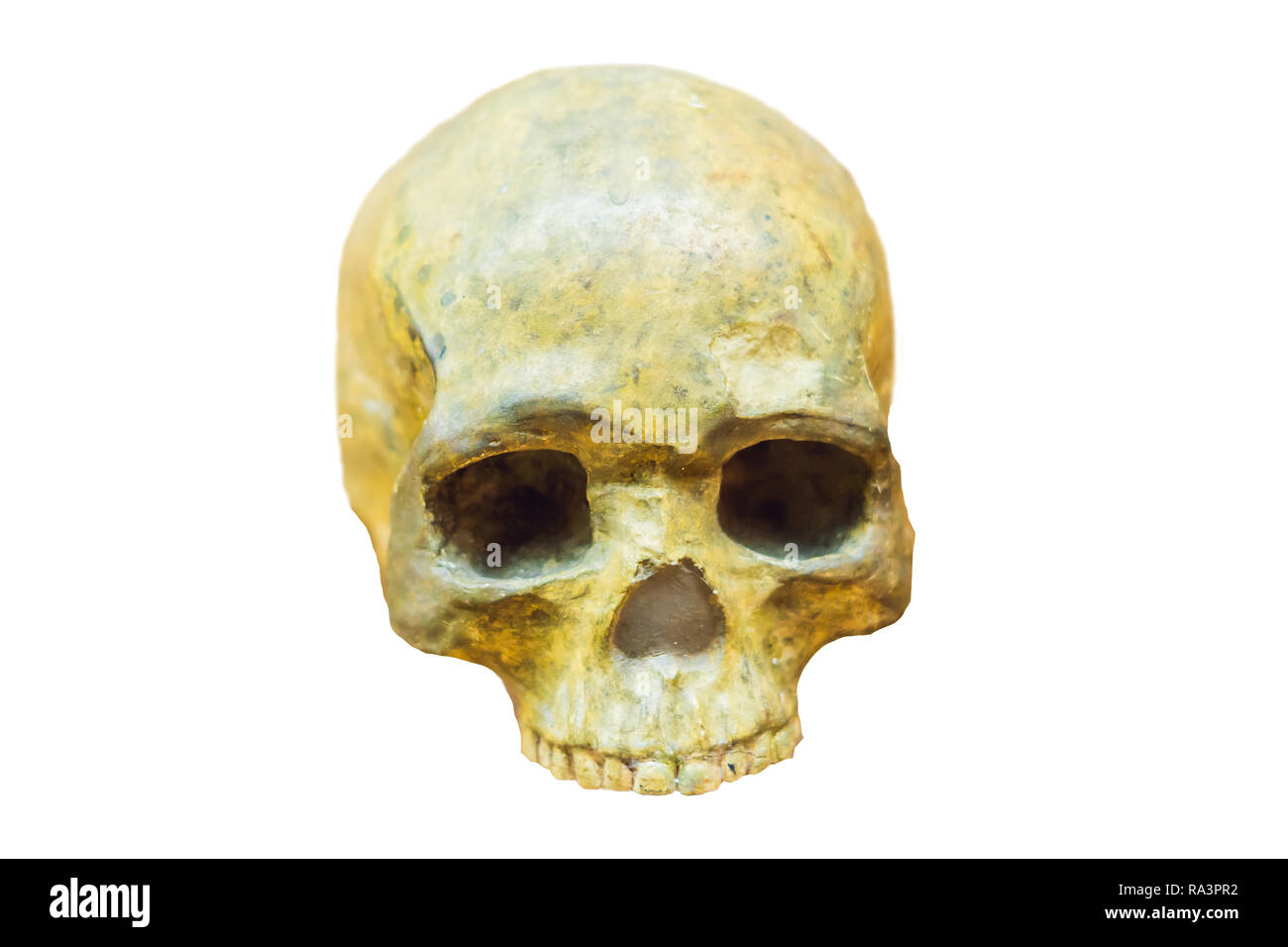 Quatre matières premières dans un crâne humain montrant l'évolution. L'évolution humaine est le processus évolutif qui a conduit à l'émergence de l'homme moderne. isolated on white Banque D'Images