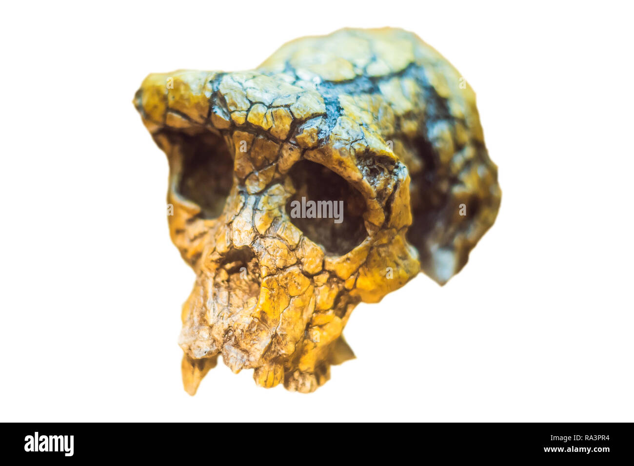 Quatre matières premières dans un crâne humain montrant l'évolution. L'évolution humaine est le processus évolutif qui a conduit à l'émergence de l'homme moderne. isolated on white Banque D'Images