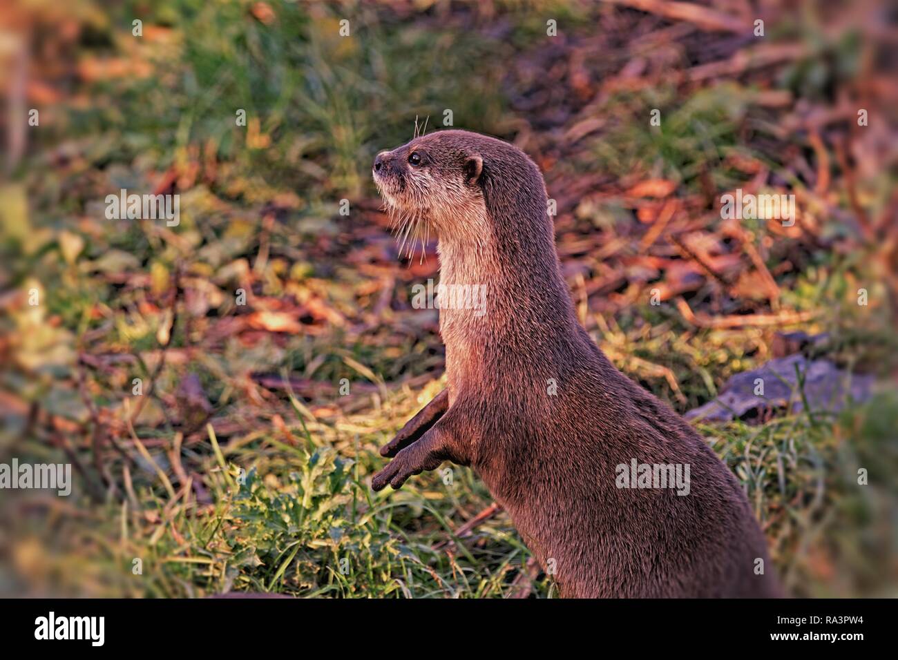 L'otter griffus court asiatique est le plus petit nombre de loutres dans le monde. Banque D'Images