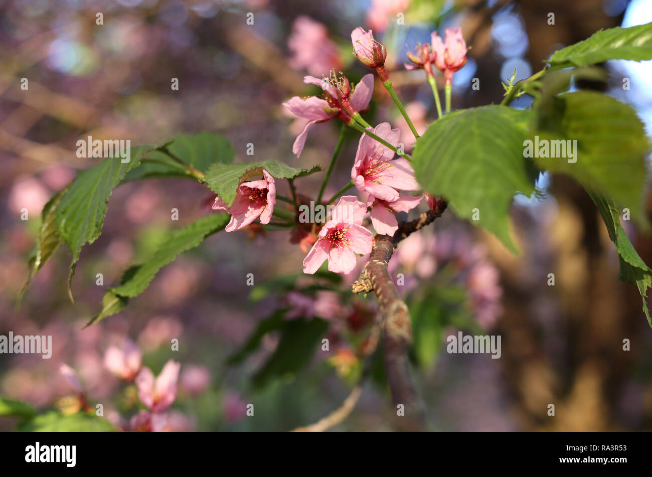 Belles fleurs de cerisiers japonais. Ces beautés sont rose encore attaché à un cerisier branche. Dans ce la photo en gros les fleurs sont en fleurs. Banque D'Images