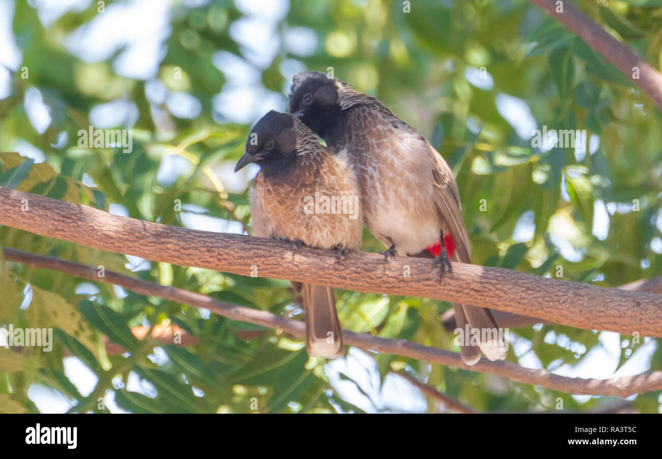 oiseaux embrassant sur un arbre - couple Banque D'Images