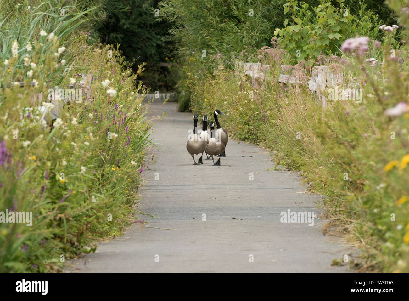 Quatre bernaches du Canada, Branta canadensis, marchant dans un chemin d'aire entre la végétation haute, Arundel, West Sussex, Juillet, Banque D'Images