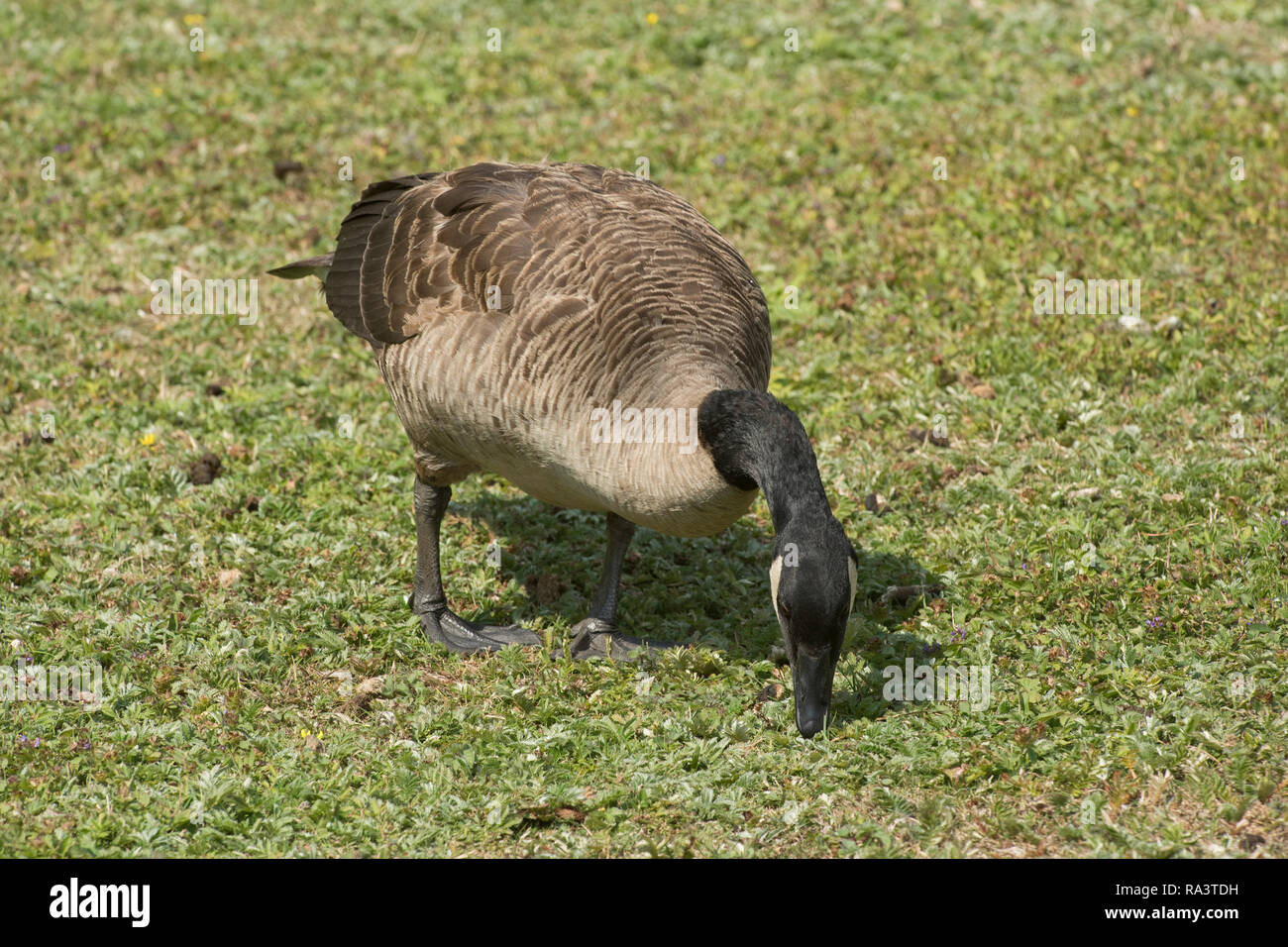 La bernache du Canada, Branta canadensis, fendillements gazon court à la faune des zones humides et d'Arundel Trust en été, Juillet Banque D'Images