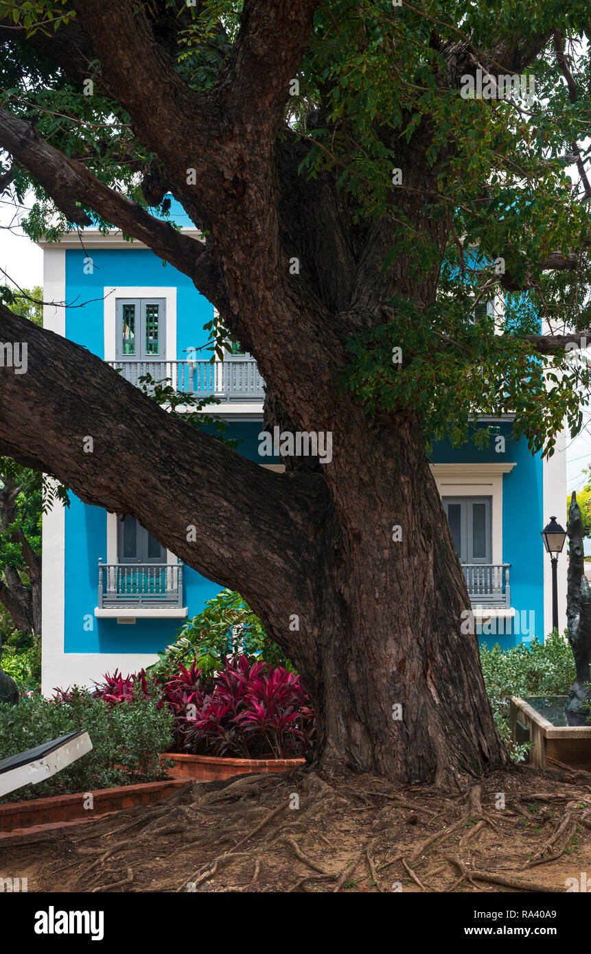 Arbre et en devanture cathedral plaza de San Juan puerto rico Banque D'Images