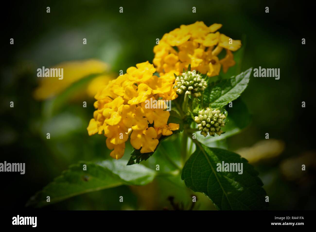 Fleur jaune Banque D'Images