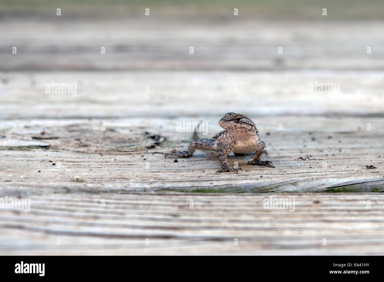 Un lézard des prairies se tient sur la terrasse en bois. Aussi connu comme une clôture nord lézard. Banque D'Images