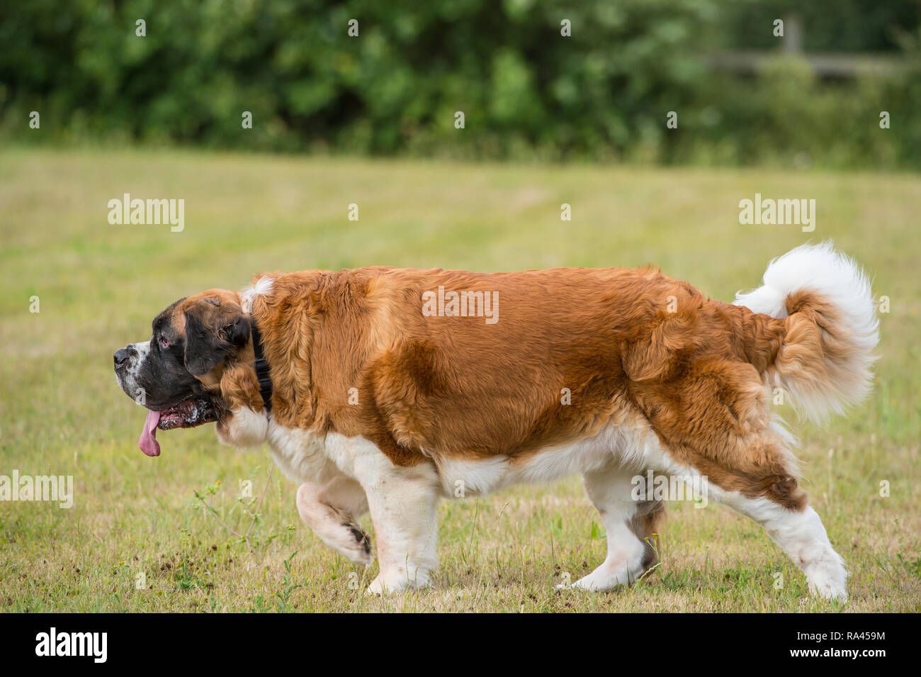 St Bernard Dog Banque D'Images