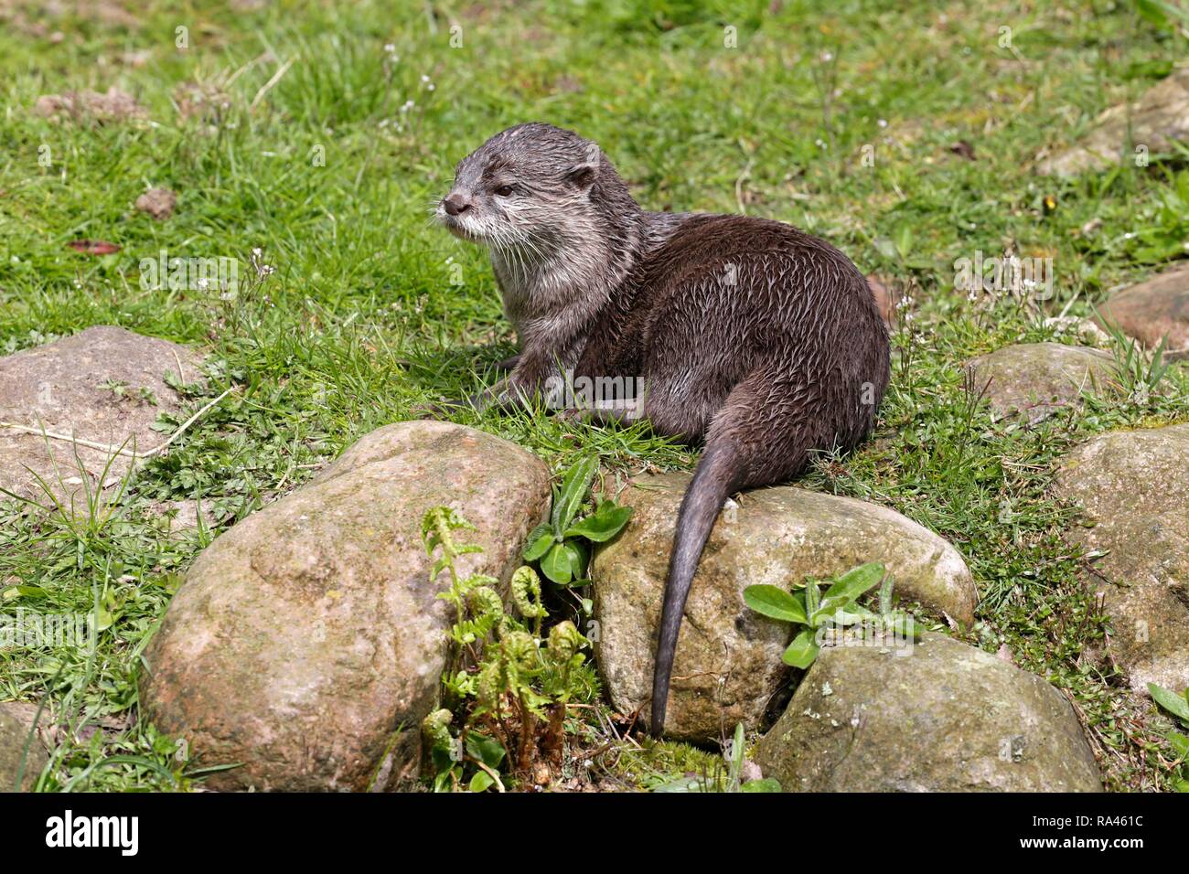 Cendrées Oriental otter (Aonyx cinerea), Wildpark Schwarze Berge, roseraie, Basse-Saxe, Allemagne Banque D'Images