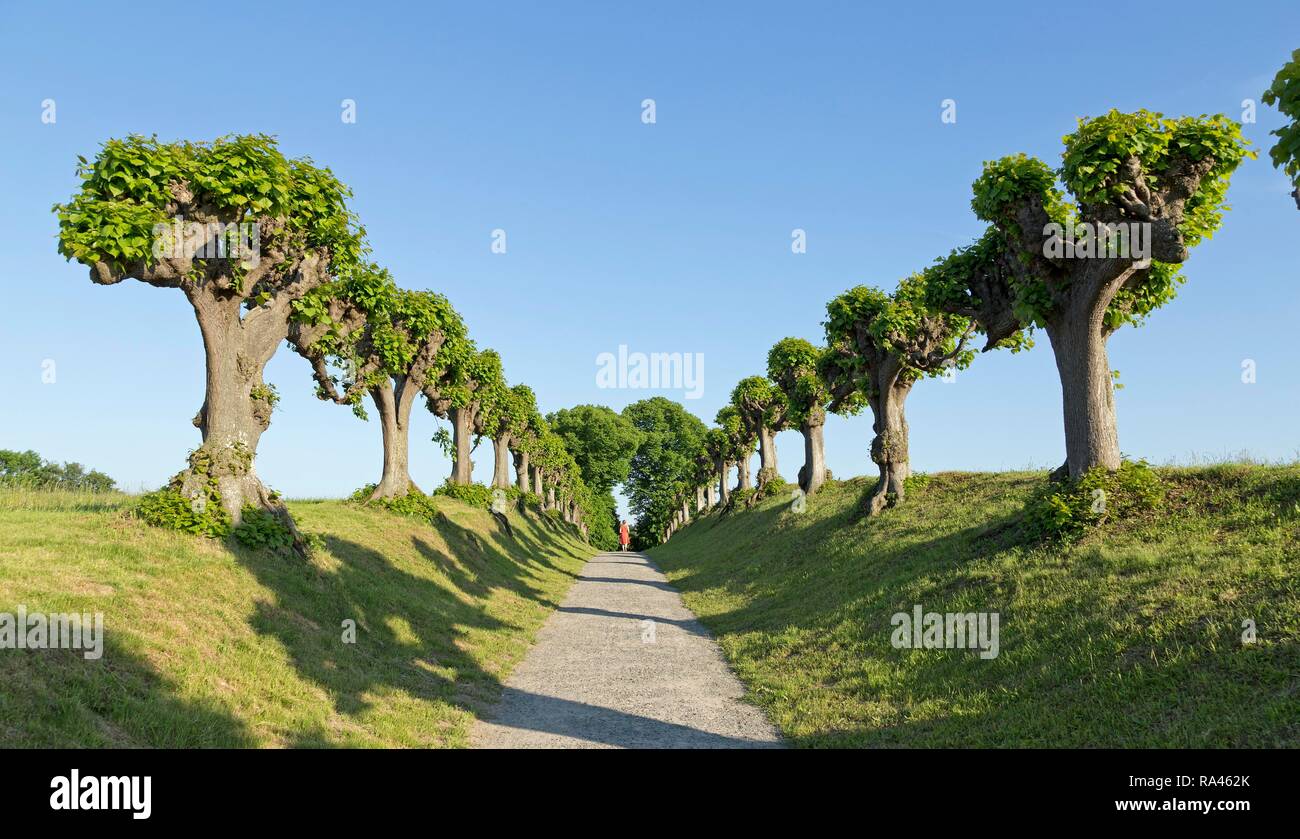 Avenue Feston, commun Tilleul, tilleul avenue, près de Château de Bothmer, angle Klützer, Mecklembourg-Poméranie-Occidentale, Allemagne Banque D'Images