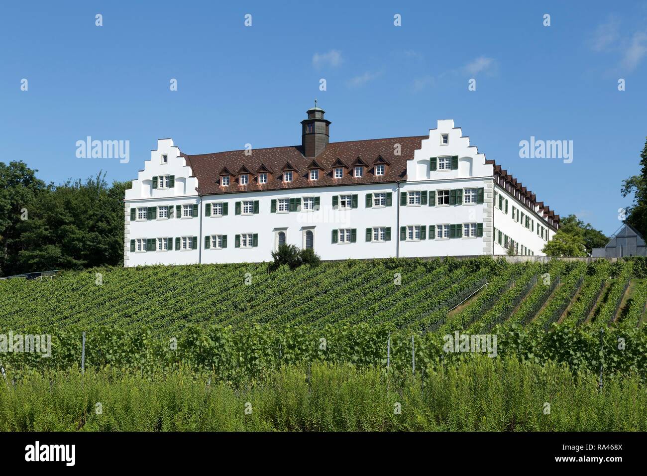 Schloss Binningen avec vignoble, Immenstaad, Lac de Constance, Bade-Wurtemberg, Allemagne Banque D'Images