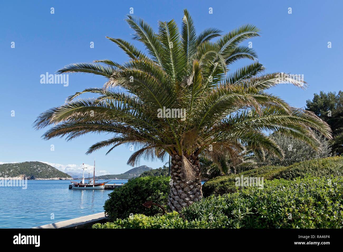 Palm dans le port, ville côtière de l'île de Sipan, Lopud, Îles Élaphites, Dalmatie, Croatie Banque D'Images