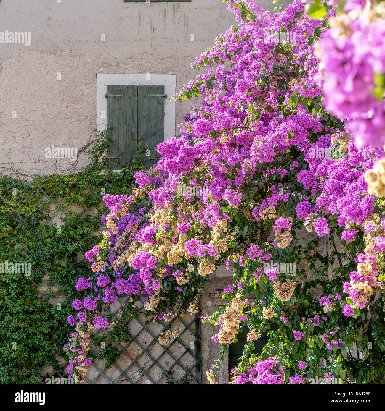 Bougainvillea fleurs rouges en face d'un mur de briques Banque D'Images