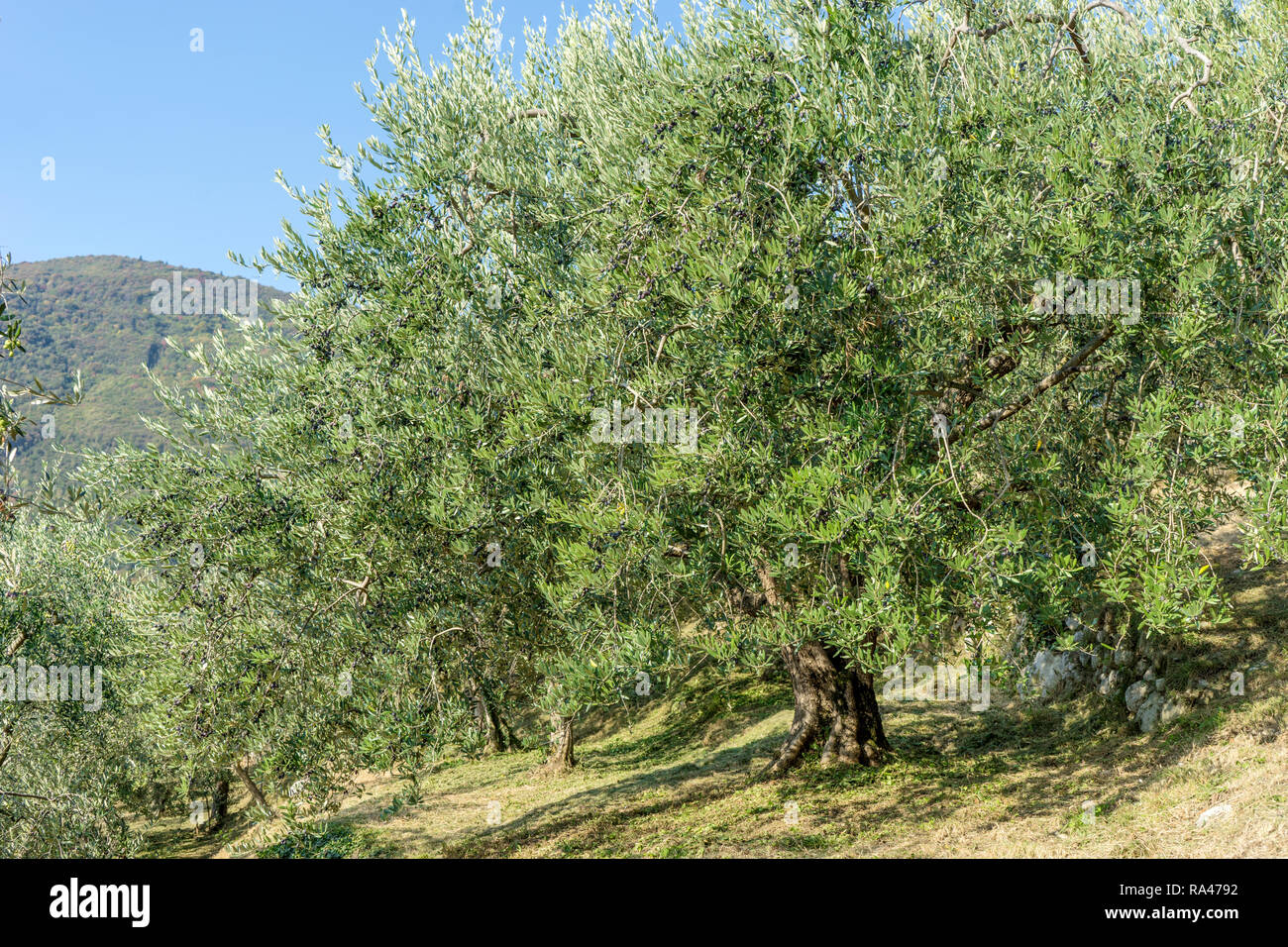 Grove avec de vieux oliviers en Italie Banque D'Images
