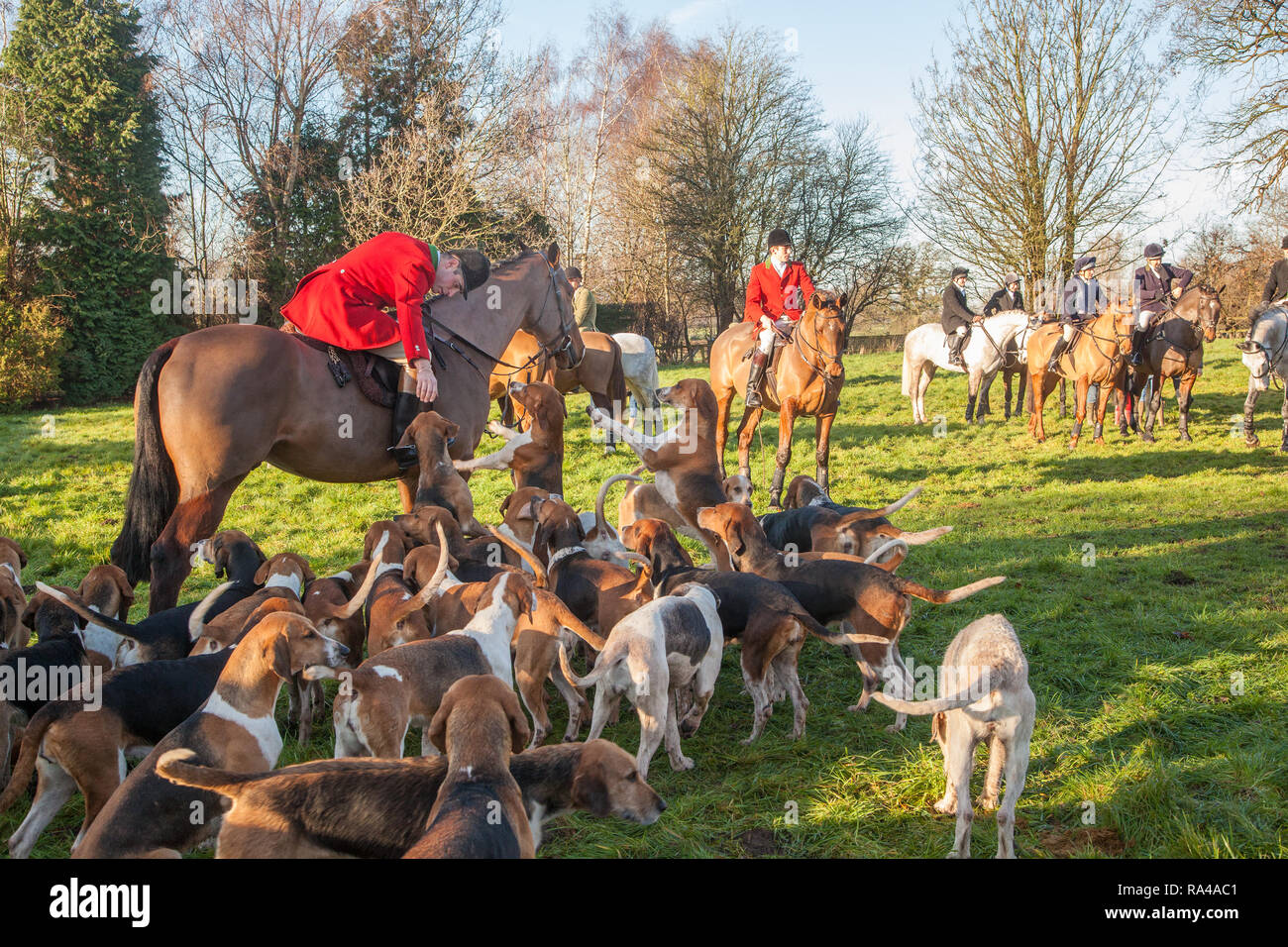 . Le Cheshire Fox hunt sur leur répondre la veille de Noël dans le village de Bunbury limite désormais à un parfum et faites glisser la chasse à courre Banque D'Images