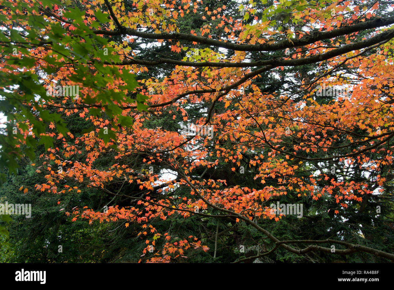 WEST SUSSEX ; champ ; WAKEHURST ÉRABLE, Acer campestre ; EN AUTOMNE Banque D'Images