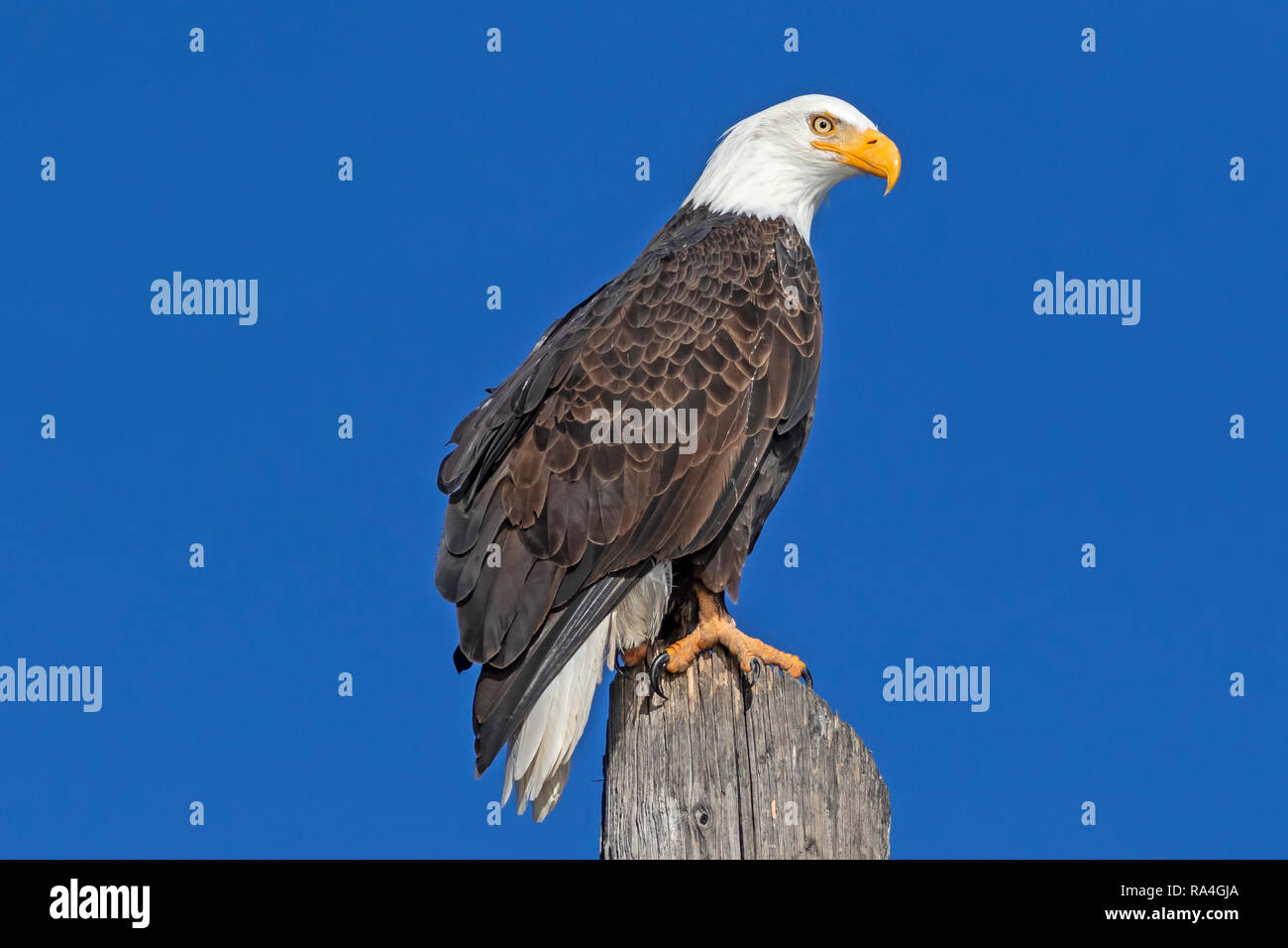 Aigle à tête d'oiseau dans un lac de Californie Banque D'Images