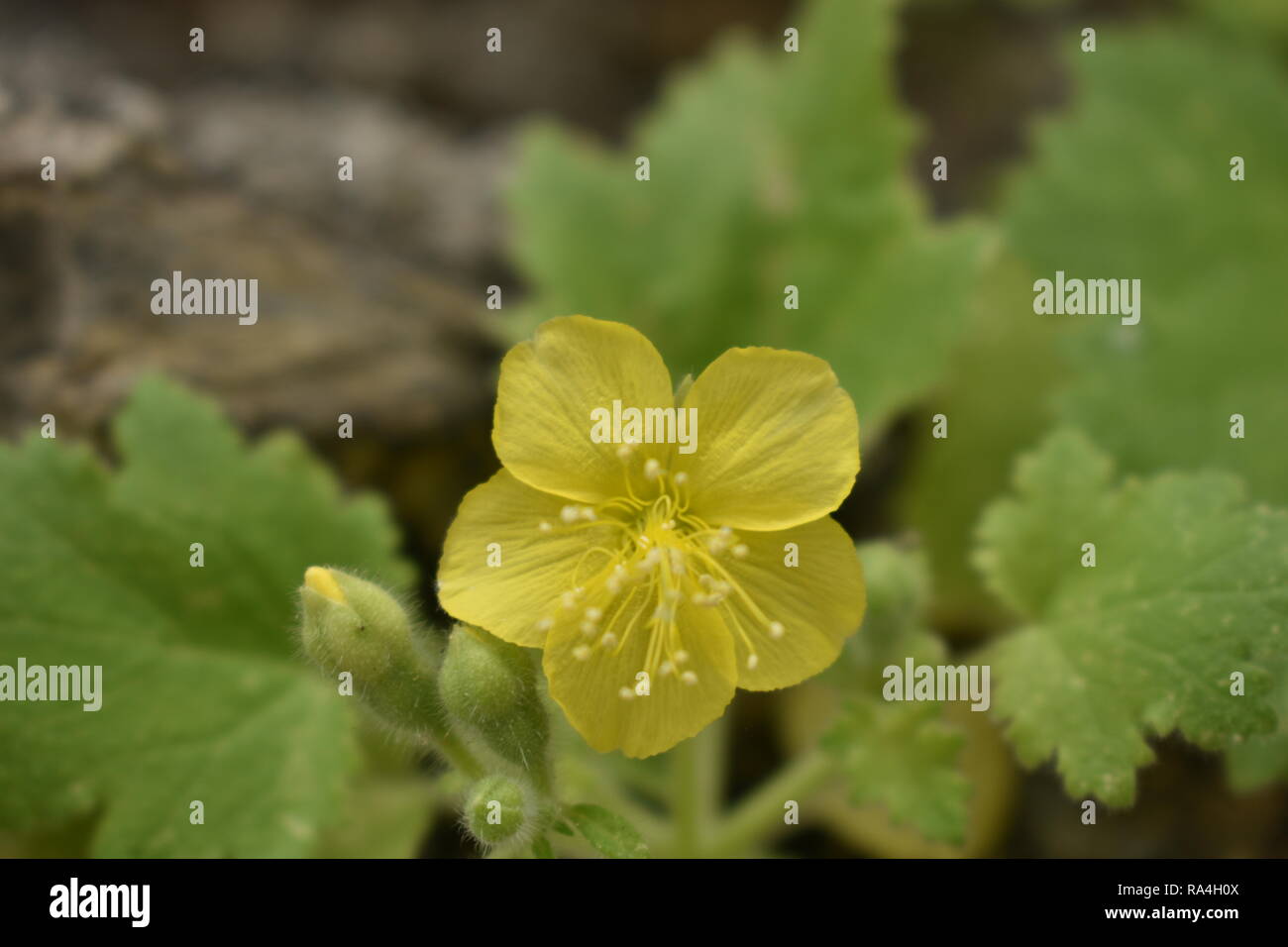 Fleurs jaunes en fleurs 4 Banque D'Images