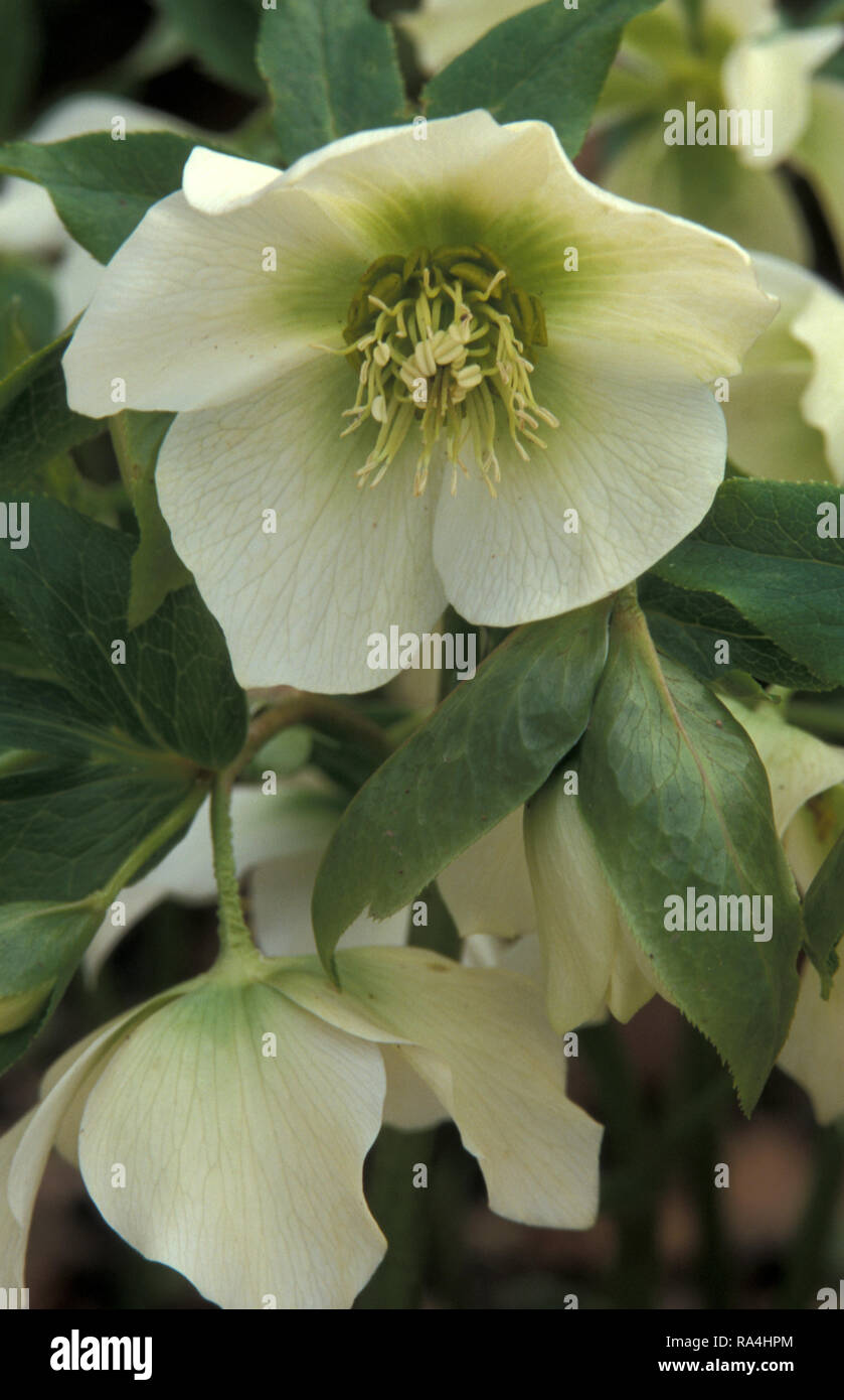 GROS PLAN DE HELLEBORUS ORIENTALIS (COMMUNÉMENT APPELÉ ROSE D'HIVER, ROSE DE CARÊME OU HELLEBORE ORIENTAL) AUSTRALIE. Banque D'Images
