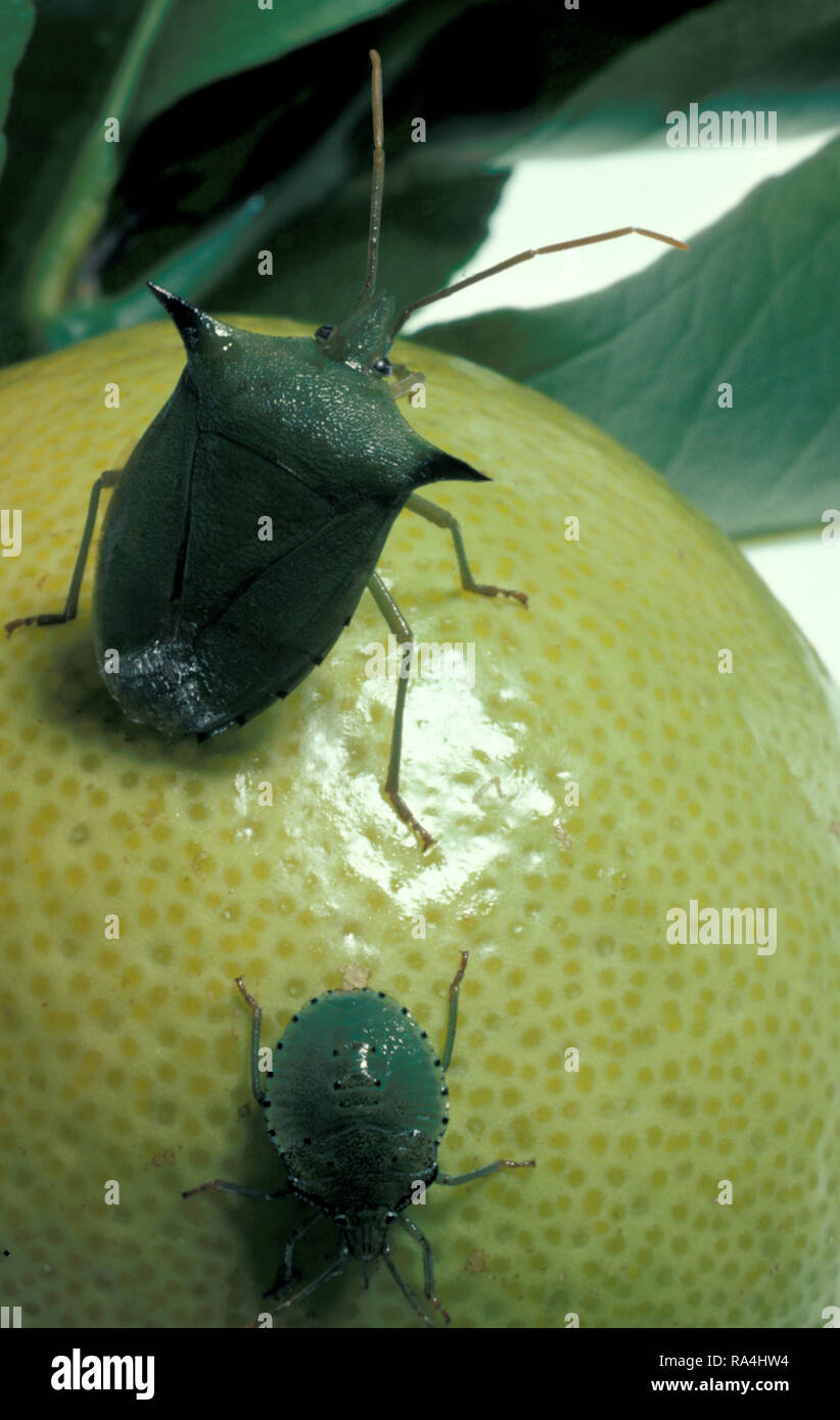 Le bug d'agrumes (OU GREEN SHIELD BUG, STINK BUGS, Palomena prasina) un ravageur AUX AGRUMES Banque D'Images