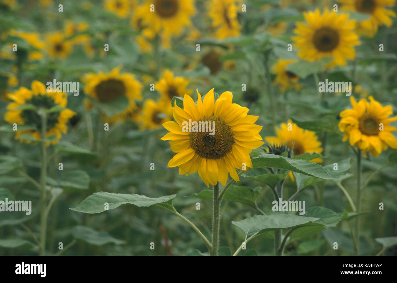La récolte de tournesol (Helianthus) NEW SOUTH WALES, AUSTRALIE Banque D'Images