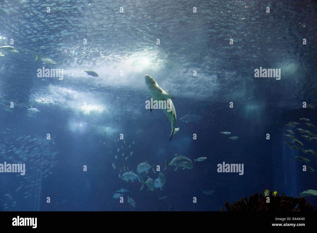 Lisboa, Portugal - 3 mars, 2014 : Océanarium de Lisbonne réservoir principal à voir un requin de la mer près de la surface Banque D'Images