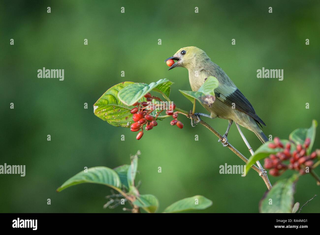 Thraupis palmarum Palm tanager, direction générale de l'alimentation, sur les petits fruits rouges. Close up of green songbird, vert clair et l'arrière-plan. Trinité-et Tob. Banque D'Images